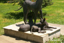  Xoloitzcuintles - prehispanic dogs - almost extinct