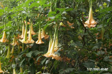 trumpet flowers 8 inches long!